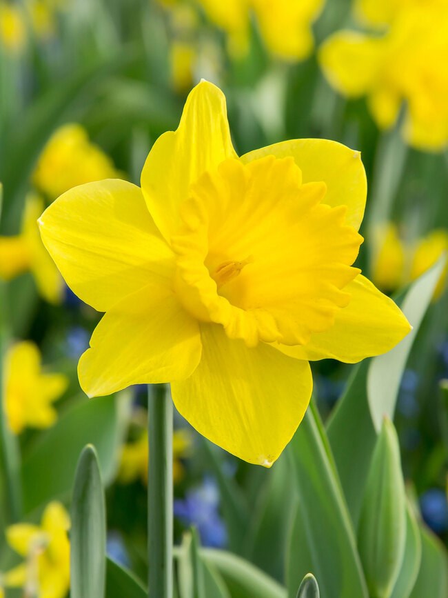 Obituary of Susan Louise Fiefhaus