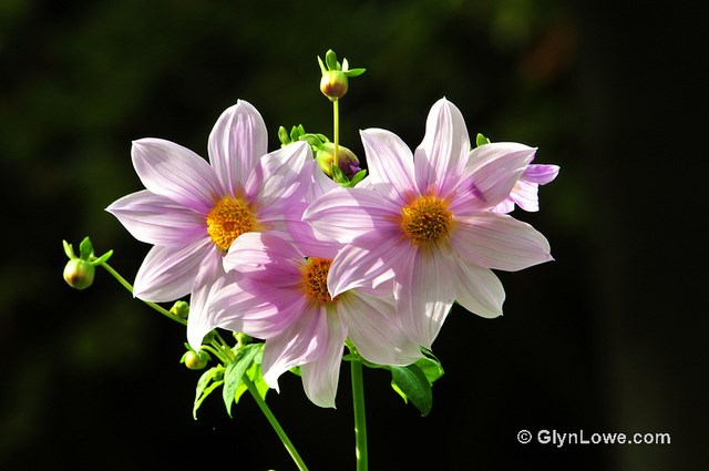 Obituary of Mary Rogener
