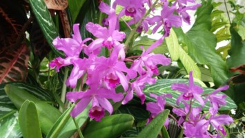 Obituary of Phyllis Yit Moi Yuen