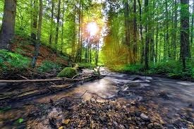 Obituario de Milford Thomas Pittman Jr.