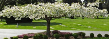 Obituary of Busso "Buzz" Volker Lemme'