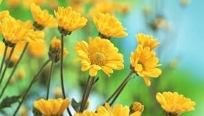 Obituary of Beverly Gayle Jacobson