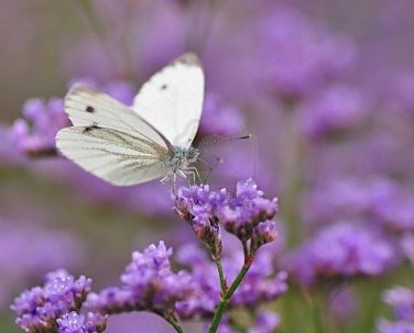 Obituary of Phyllis Jean Fink