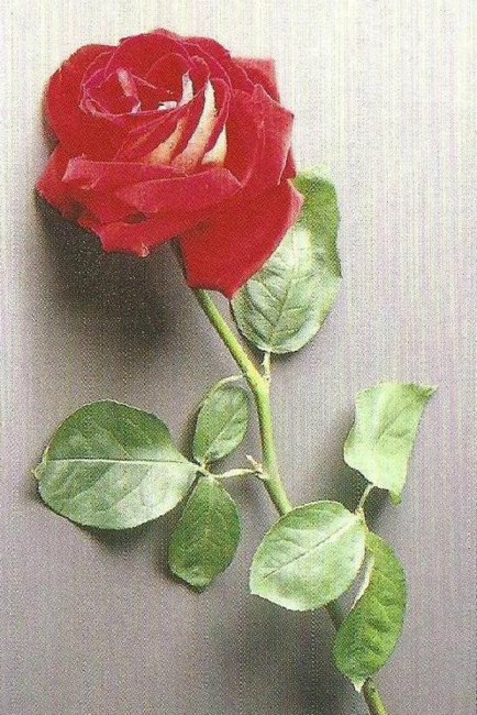 Obituary of Janet M. Watkins