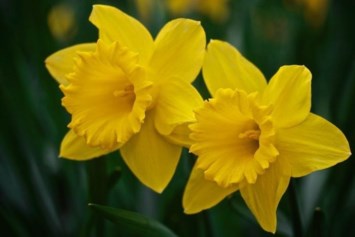 Obituary of Joy Nobles