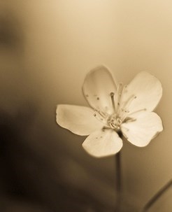 Obituary of Patricia Pelletier