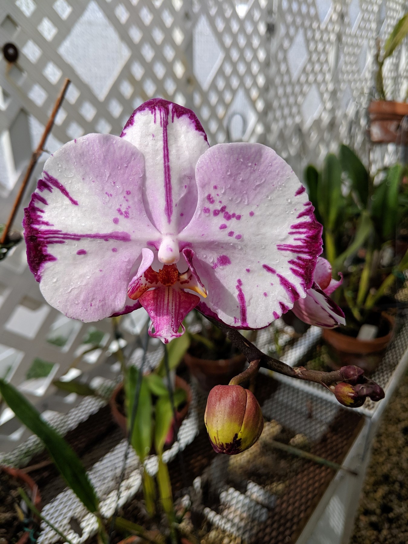 Obituary of Patrick E. Lantz