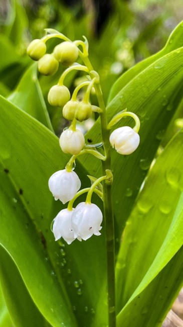 Obituary of Louise Ann Lynch