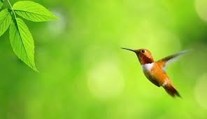 Avis de décès de John Felix Stecher