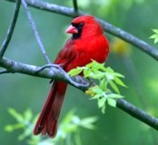 Obituary of Kimberly Ann Kross