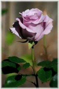 Obituary of Carol Lynn Sklodowski