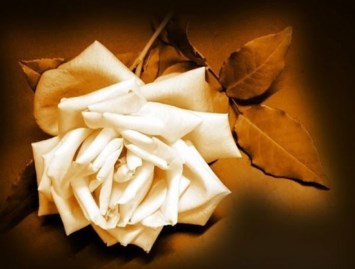 Obituary of Vivian Shirley Parnell