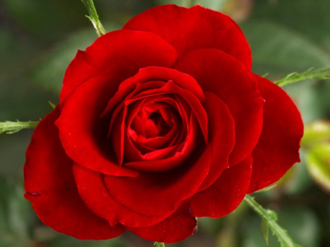 Obituary of Janie S. Jensen