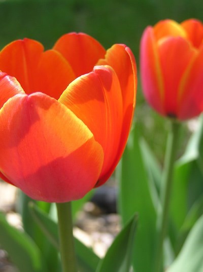 Obituary of Ramandeep Kaur Saran