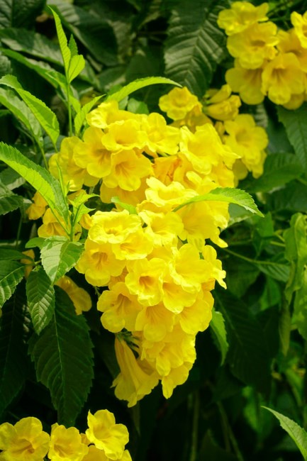 Obituary of Gertrudes Jane Mansapit Cruz