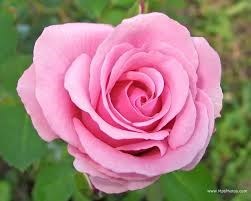Obituary of Josephine Zuba