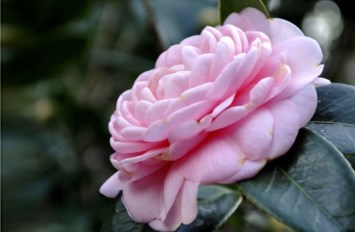 Obituary of Geraldine L Burns