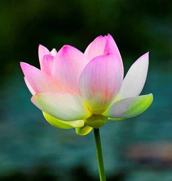 Obituary of Liu Chin Yu