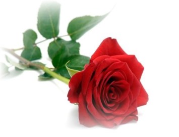 Obituary of Patricia Elrod Lail