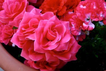 Obituary of Sharleen Mancuso