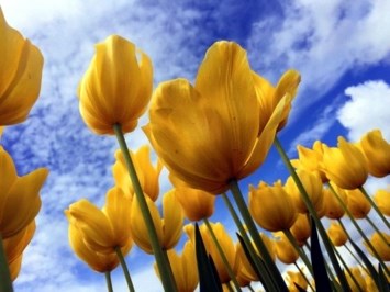 Obituary of Gwendolyn Wyeth Dubs