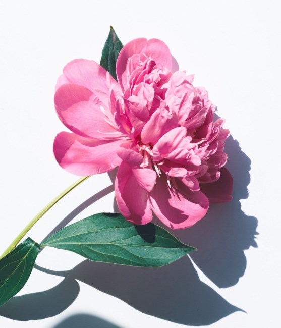 Obituary of Kim Wai Chan