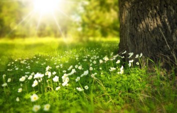 Obituary of Anne Fortin Otta