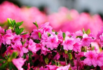 Obituary of Nancy Barber