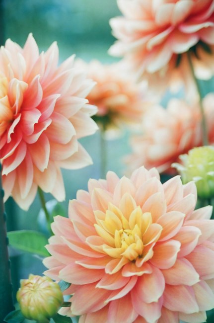 Obituary of Elaine Marie Romano