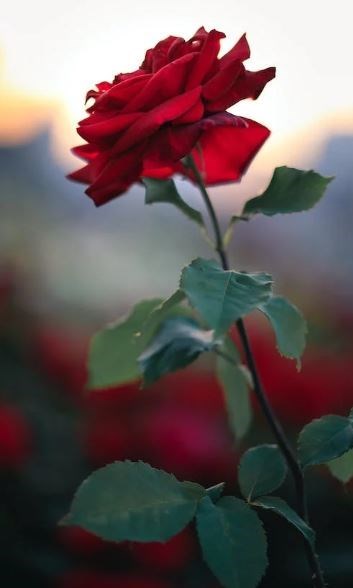 Obituary of Robert John Stoker