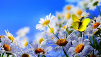 Obituary of Margaret D. Denisco