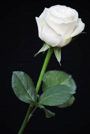 Obituary of Susan C. Bechtel