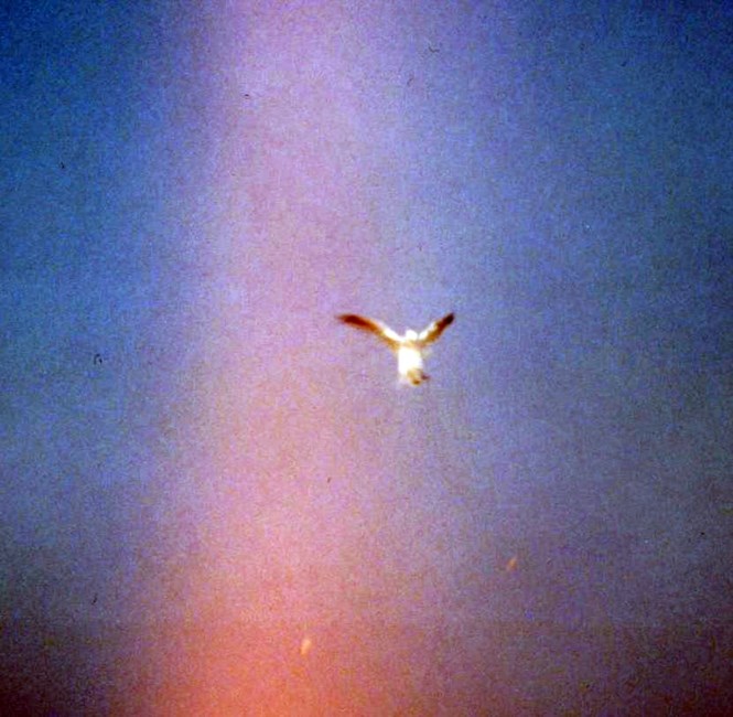 Obituary of Earl ( Jr) Stork Jr.