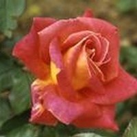 Obituary of Nancy Harrison