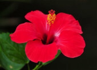 Obituary of Rosanamaria Fialupeimoana Ahiamana Maile