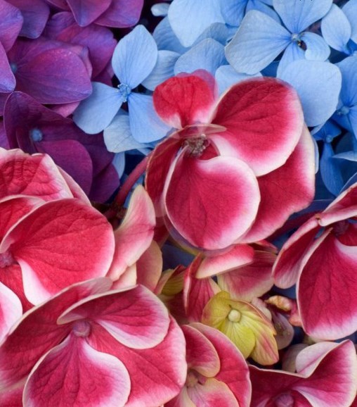 Obituary of Annie "Edna" Jacques