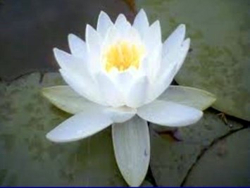 Obituary of Chau Thi Nguyen