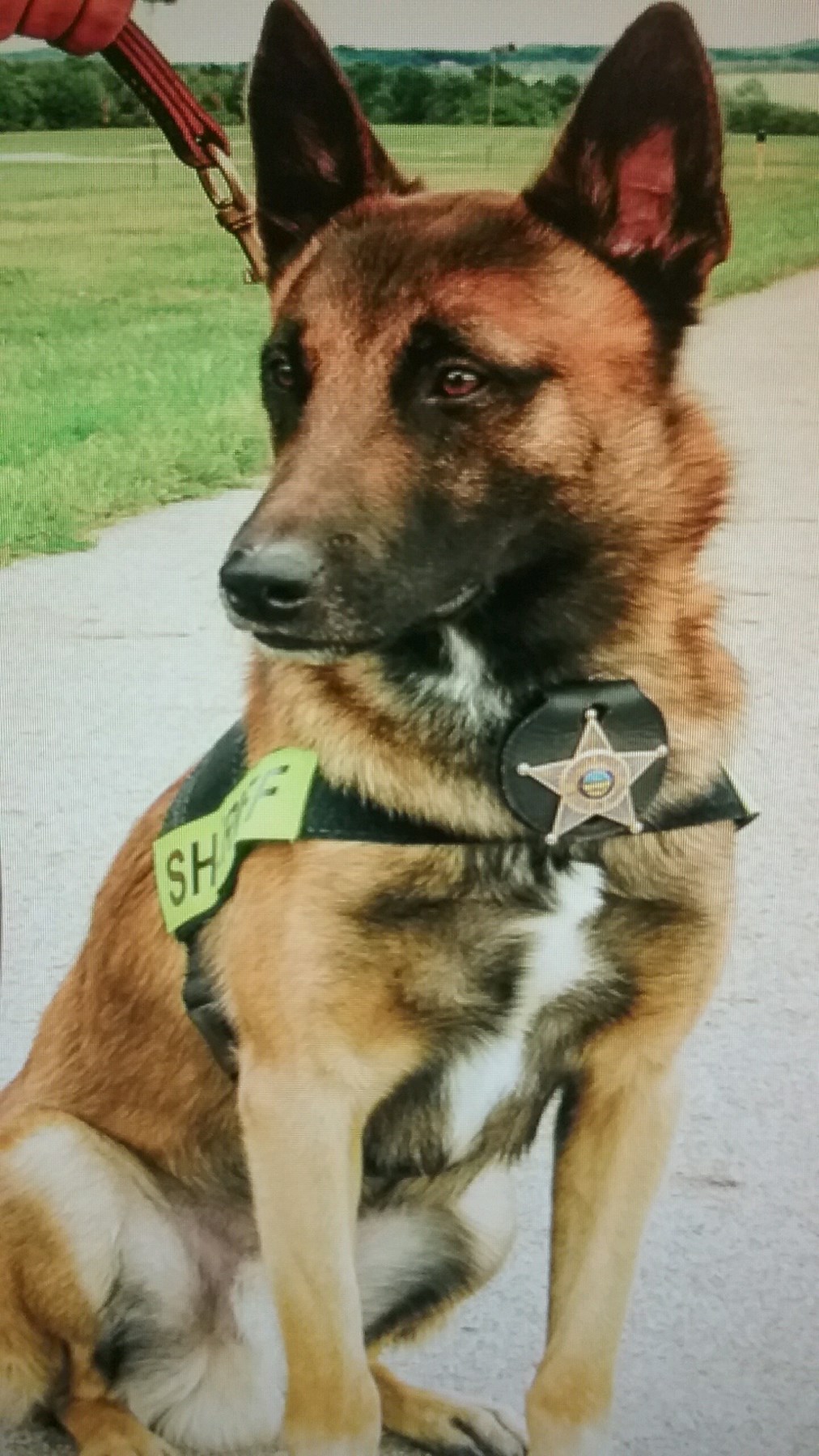 Obituary of k-9 Unit Deputy Dingo