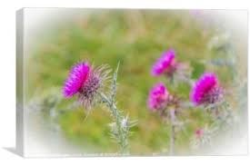 Obituary of Hugh McClelland