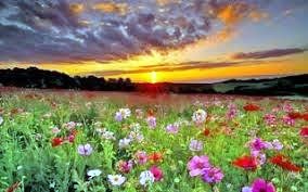 Obituary of Suzanne Mae Marsh