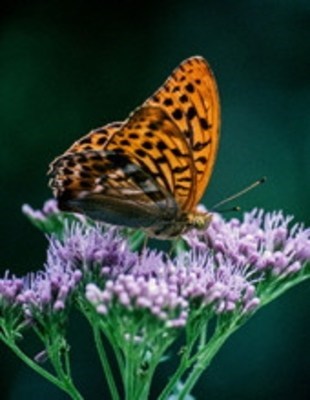 Obituary of Joanne Adams