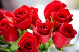 Obituary of Willow Elaine Stover