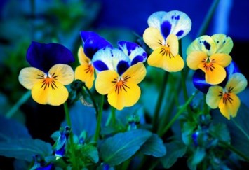 Obituary of Rosemary Schmidt