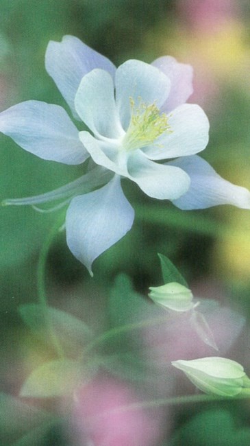 Obituary of Bettye Tucker Dalio