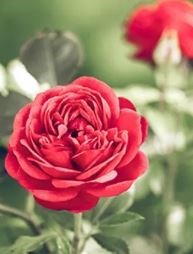 Obituary of Kathie Sue Sevener