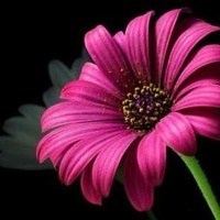 Obituary of Tuan Thi Pham