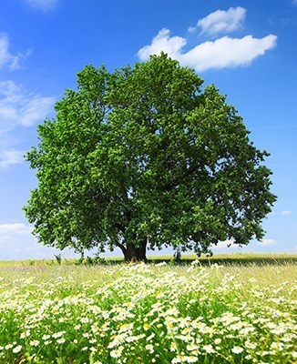 Obituary of Harold C Fisher