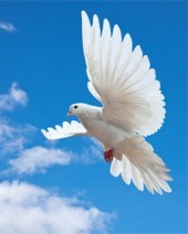 Obituary of Athena Elizabeth Lawler