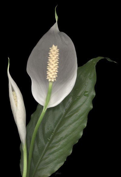 Obituary of Martha Ann Brink