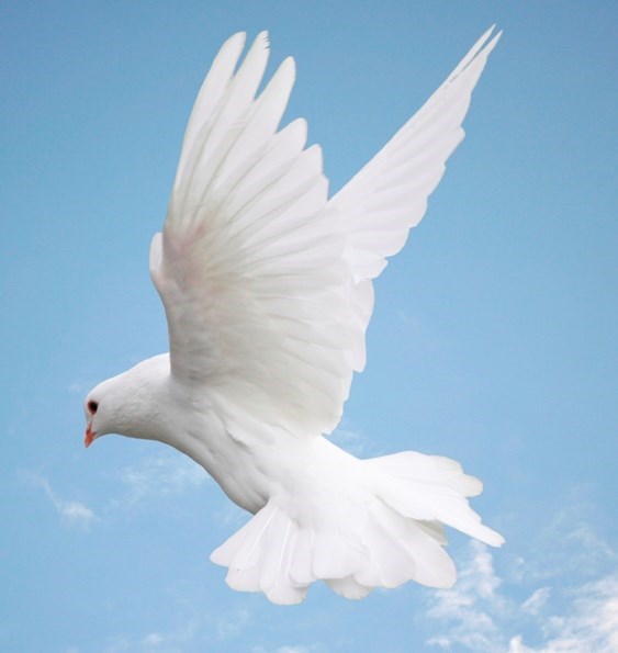 Obituary of Donald H Bauer